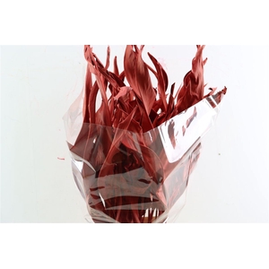 Dried Strelitziablad Red P Stem