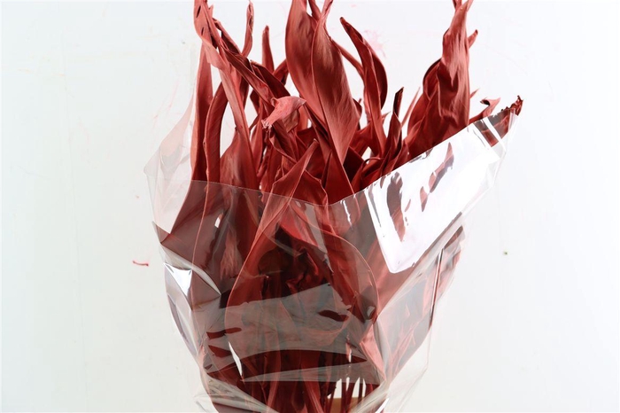 <h4>Dried Strelitziablad Red P Stem</h4>