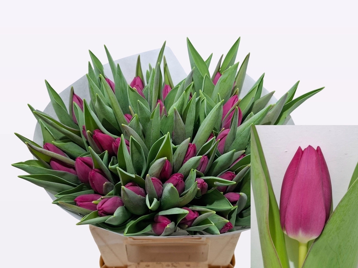 <h4>TU EN PINK ARDOUR</h4>