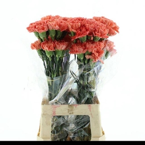 DI ST HERMES ORANGE