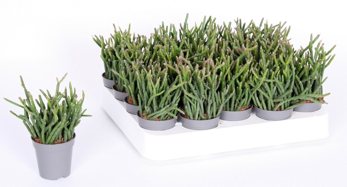 <h4>Rhipsalis Burchelli 5,5 cm</h4>