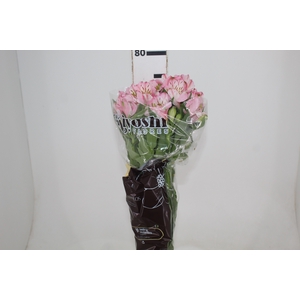 ALSTROEMERIA FANKE 080 CM