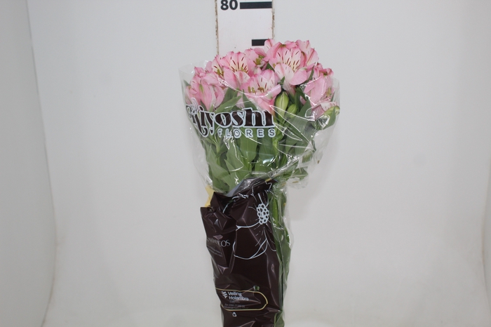 <h4>ALSTROEMERIA FANKE 080 CM</h4>