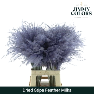 Dried Stipa Feather Milka