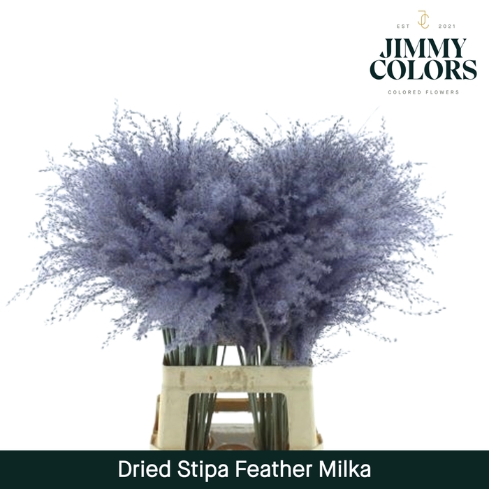 <h4>Dried Stipa Feather Milka</h4>