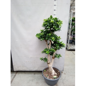 Ficus microcarpa 'Ginseng'
