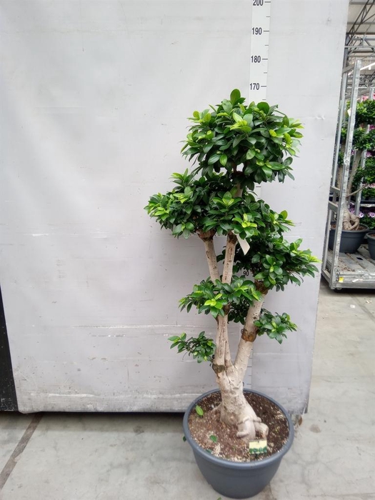 <h4>Ficus microcarpa 'Ginseng'</h4>