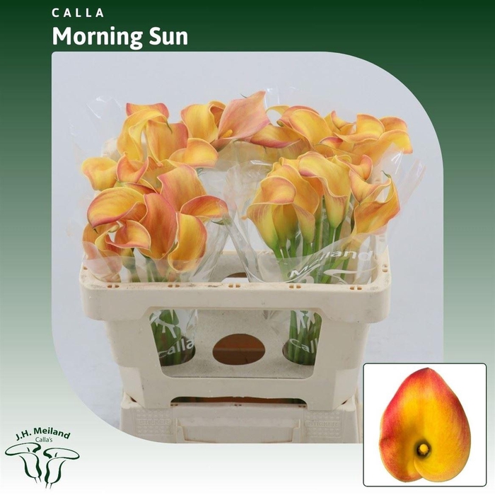 <h4>Calla Morning Sun</h4>