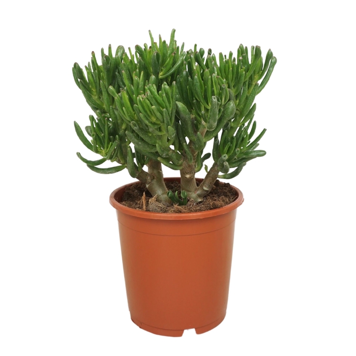 <h4>Crassula Gollum</h4>