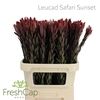 Leucad Safari Sunset