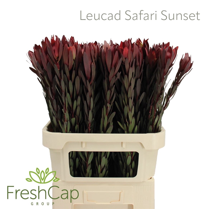 <h4>Leucad Safari Sunset</h4>