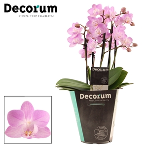 Phalaenopsis dazzling Cotton Candy 5+ tak (Decorum)