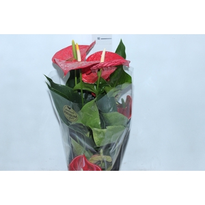 ANTHURIUM MICHIGAN P17 PREMIUM