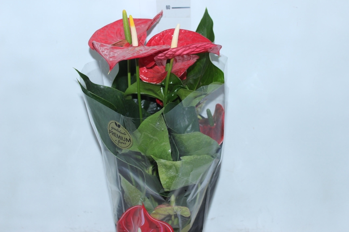 <h4>ANTHURIUM MICHIGAN P17 PREMIUM</h4>