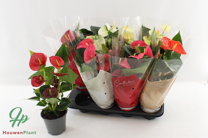 <h4>ANTHU AN GEM 4 KL</h4>