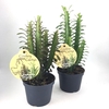 EUPHORBIA TRIGONA P12 MIX