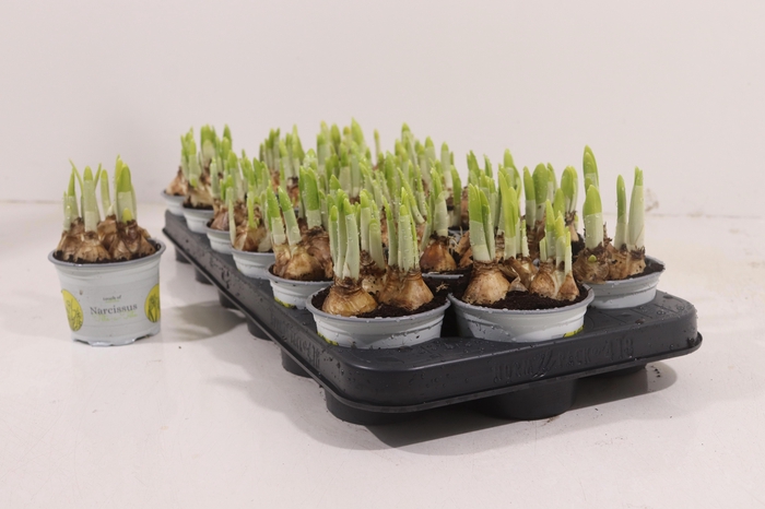 <h4>NARC O TETE A TETE</h4>