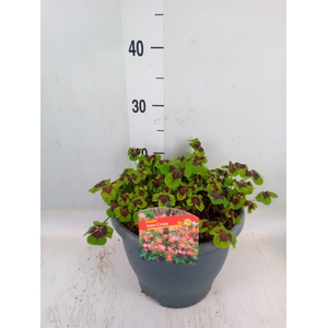 Oxalis tetraphylla 'Iron Cross'