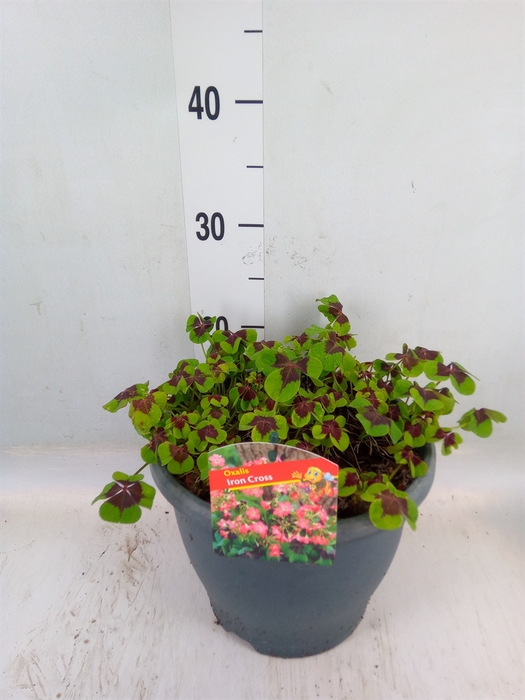 <h4>Oxalis tetraphylla 'Iron Cross'</h4>