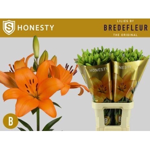 LI LA HONESTY
