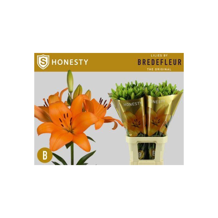 <h4>Li La Honesty</h4>