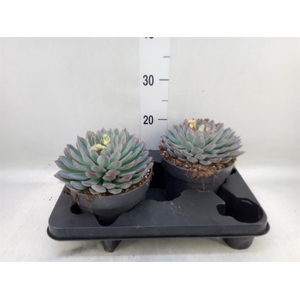 Echeveria  'Apus'