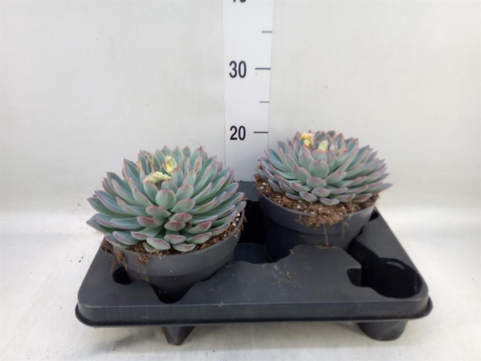 <h4>Echeveria  'Apus'</h4>