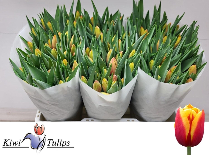 <h4>TU EN DENMARK</h4>