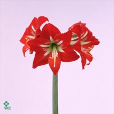Lilium Or Mix 4pp