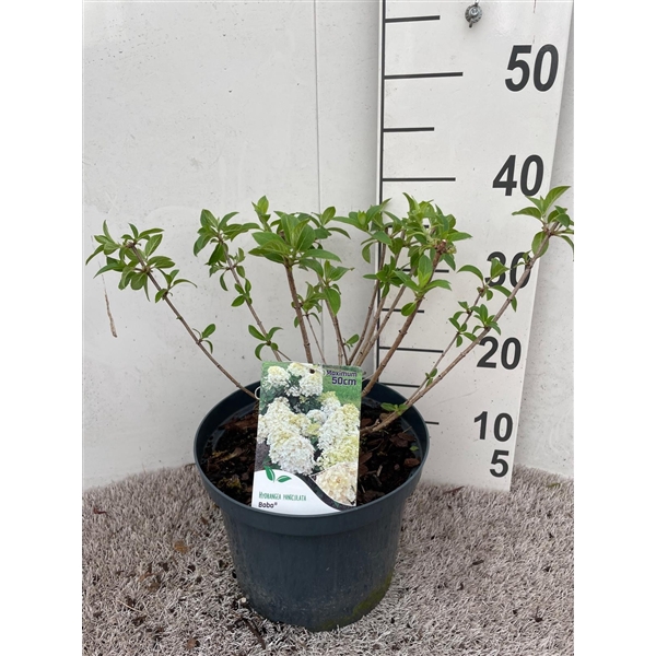 <h4>Hydrangea pan. Bobo 20-25 P23</h4>