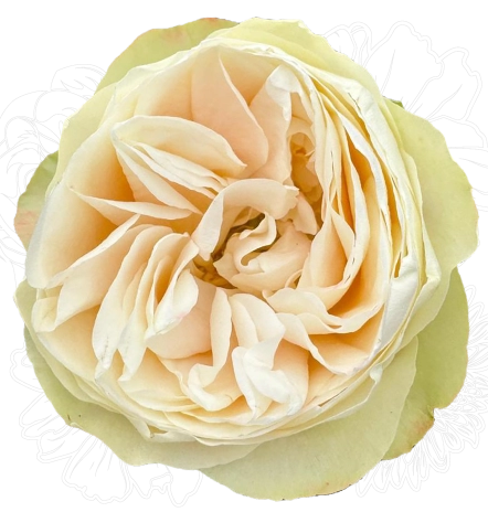 <h4>R Gr Magnolia Cream 40cm EC</h4>