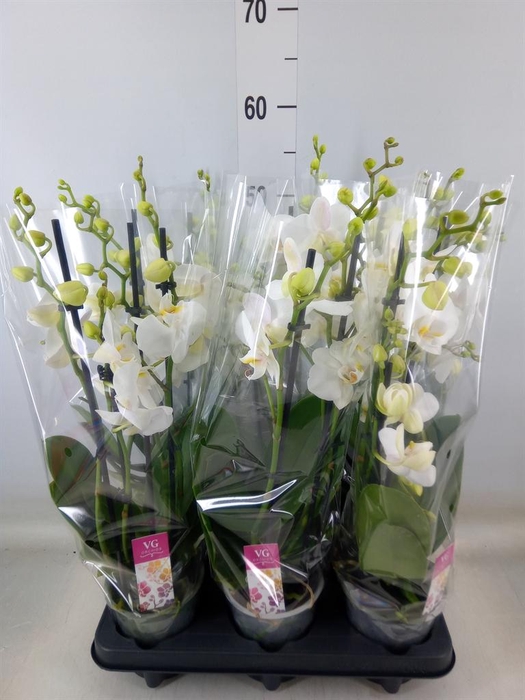 <h4>Phalaenopsis   ...</h4>