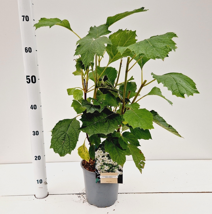 <h4>Hydrangea quercifolia 'Black Porch'</h4>