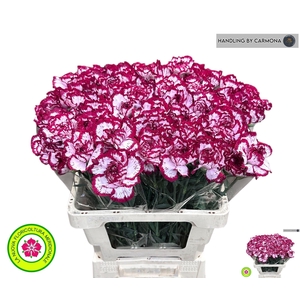 DI ST BACARAT PURPLE