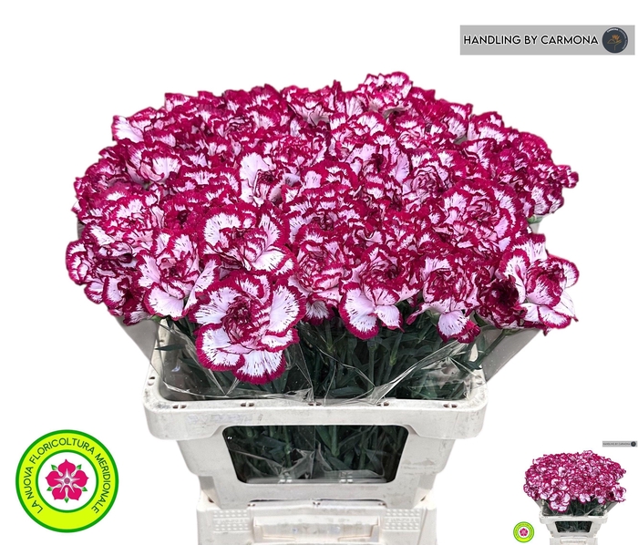 <h4>DI ST BACARAT PURPLE</h4>