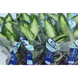 DIEFFENBACHIA VARIADO P15