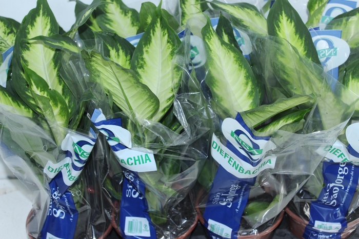 <h4>DIEFFENBACHIA VARIADO P15</h4>