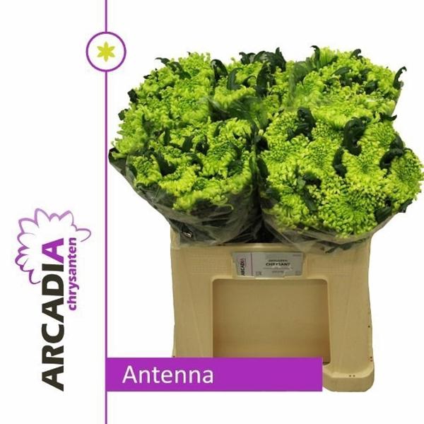 <h4>CHR G ANTENNA</h4>