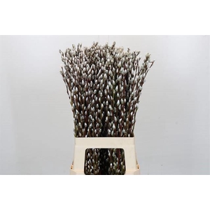 Salix snow flake
