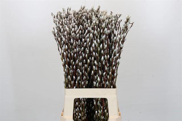 <h4>Salix snow flake</h4>