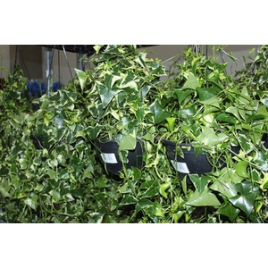 HEDERA SENECIO C21