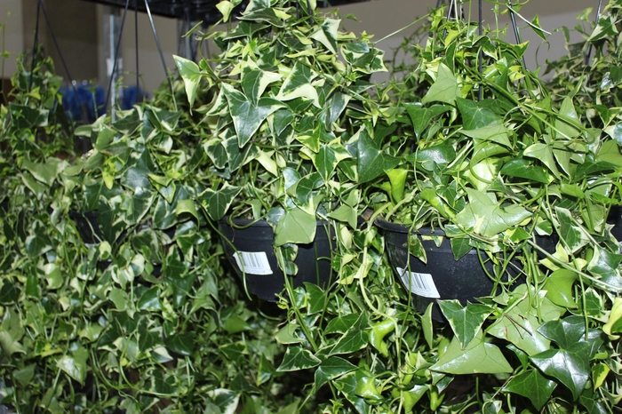 <h4>HEDERA SENECIO C21</h4>