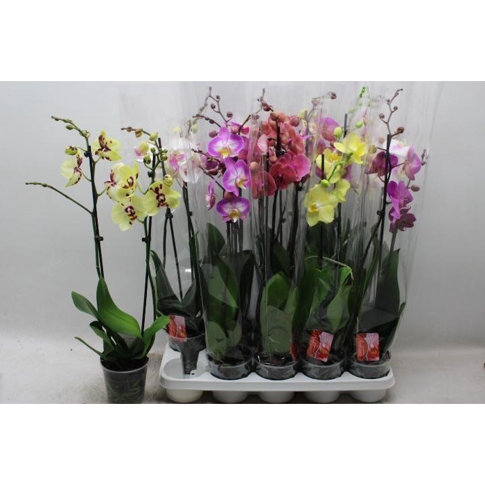 <h4>PHAL GEM 7 KL</h4>