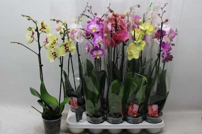 PHAL GEM 7 KL