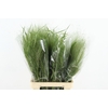 SETARIA ITALICA