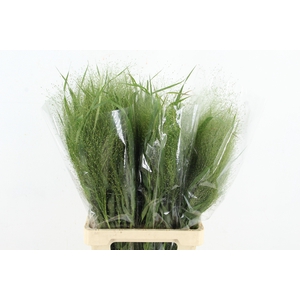 SETARIA ITALICA