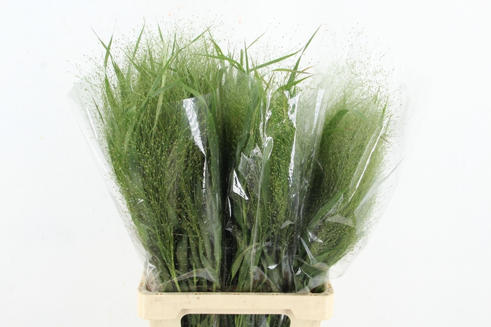 <h4>SETARIA ITALICA</h4>