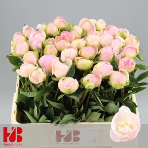 PAEONIA LACT. 'MISS AMERICA'