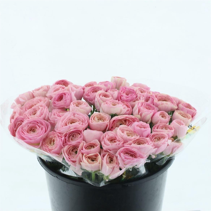 <h4>Ran Su Sr Rosa 416 Extra</h4>