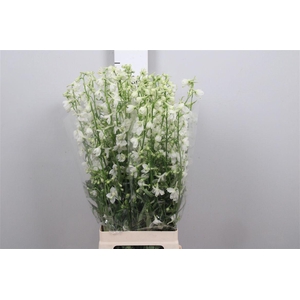 Delph En Be Andes White